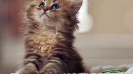 Sevimli kedi fotoğrafları