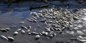 Çanakkale Karamenderes'teki balık ölümleri korkuttu