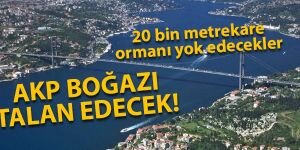  AKP Boğaz'ı talan edecek: 20 bin metrekare orman yok olacak!