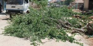 AKP'li belediyeden ağaç katliamı