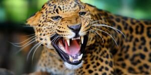 Hindistan'da leoparlar köpekleri yiyor