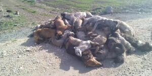 Bursa'da köpek katliamı!