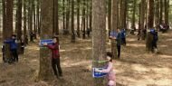 Güney Kore'de bin kişi ağaçları kucakladı