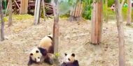 Pandalar çiftleşirken aralarına arkadaşları düştü