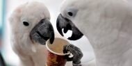 Kafein tiryakisi papağanlar görenleri şaşırtıyor