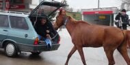 Zavallı atı arabanın arkasına bağlayıp sürükledi!