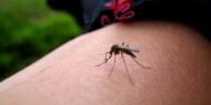 Sivrisinekler en çok kimi ısırır