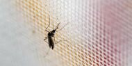 Bilim insanları Zika virüsünün gen şifrelerini çözdü