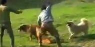 İran’da köpeği vahşice öldüren kişiye kırbaç cezası